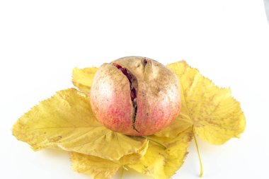 Nar (Punica granatum) ve beyaz backgro sonbahar yaprakları