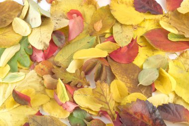 (Meşe, Trabzon hurması, kayın, Manolya yaprakları ile sonbahar arka plan)