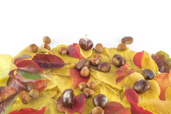Romã (Punica granatum) e folhas de outono em backgro branco — Fotografia de Stock