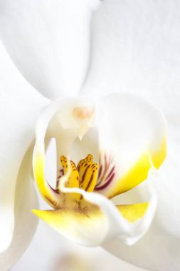 Beyaz Orkide Phalaenopsis amabilis yakın çekim