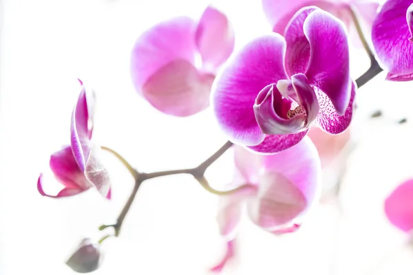 Orquídea Rosa, Phalaenopsis aphrodite híbrido — Fotografia de Stock