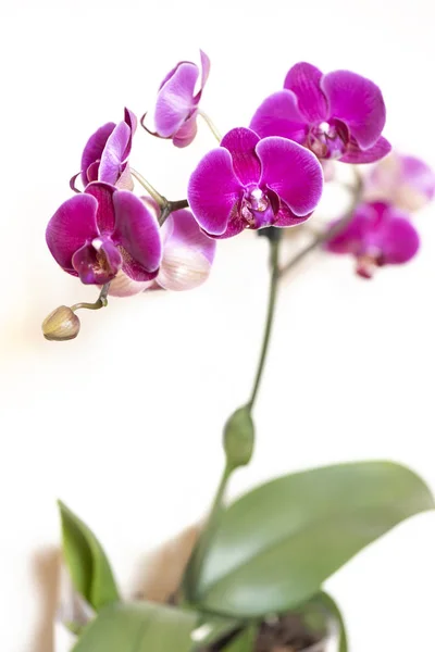 Flor Orquídea Apenas Floresceu — Fotografia de Stock