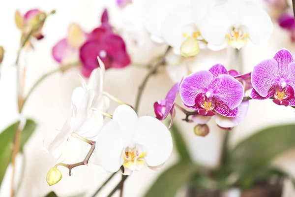 Orquídeas Rosa e Branca, Phalaenopsis — Fotografia de Stock