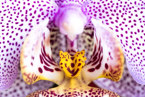 Orquídea rosa, Phalaenopsis aphrodite híbrido close-up — Fotografia de Stock