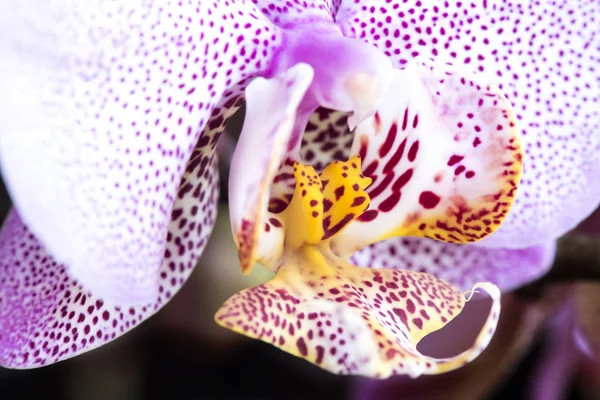 Orquídea rosa, Phalaenopsis afrodita híbrido primer plano —  Fotos de Stock