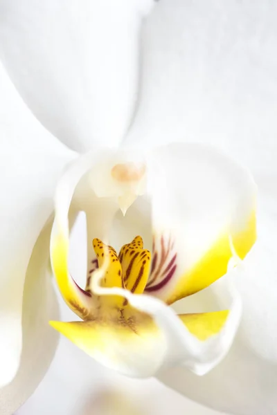 Orquídea Branca, Phalaenopsis amabilis close-up — Fotografia de Stock