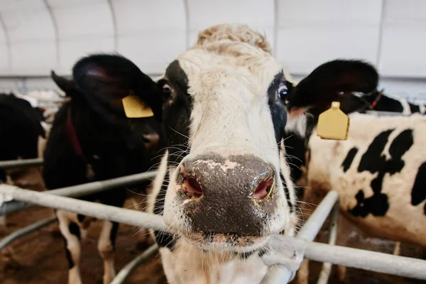 Nek Sütü Endüstrisi Otomatik Çiftliği Kulaklarında Etiketlerle Otlakta Inekler Saman — Stok fotoğraf