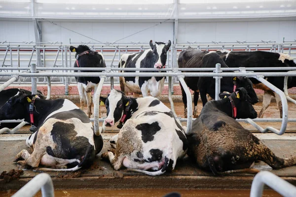 Nek Sütü Endüstrisi Otomatik Çiftliği Kulaklarında Etiketlerle Çayırlarda Inekler Saman — Stok fotoğraf
