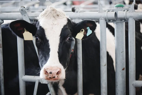 Nek Sütü Endüstrisi Otomatik Çiftliği Kulaklarında Etiketlerle Otlakta Inekler Saman — Stok fotoğraf