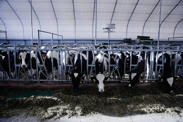 Leche Vaca Industrial Automated Farm Las Vacas Paddock Con Etiquetas — Foto de Stock