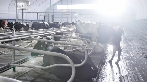 Milk Beef Industrial Automated Farm Inglés Las Vacas Paddock Con — Foto de Stock