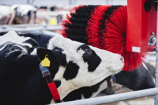 Leche Vaca Industrial Automated Farm Las Vacas Paddock Con Etiquetas — Foto de Stock
