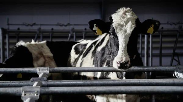 Nek Sütü Endüstrisi Otomatik Çiftliği Kulaklarında Etiketlerle Otlakta Inekler Kameraya — Stok fotoğraf