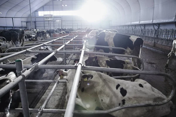 Milk and Beef Industrial Automated Farm. Cows in the paddock with tags on the ears eat hay and rest