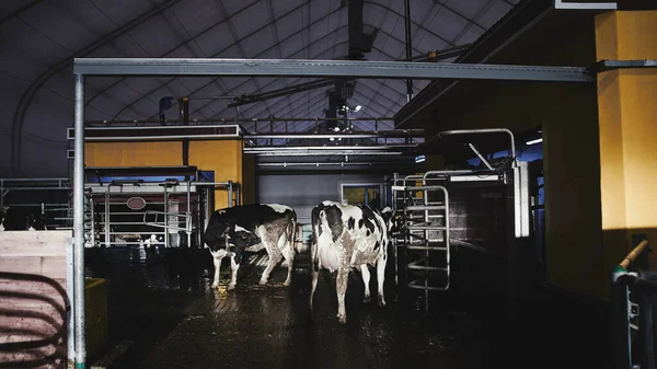 Granja Automatizada Vacas Máquina Ordeño Moderna Tecnología Producción Leche Fábrica — Foto de Stock