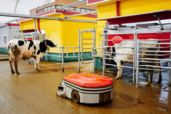 Automated cow farm. Milking machine, modern milk production technology at the factory