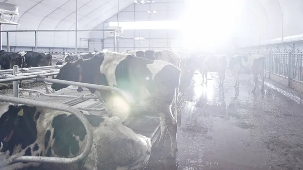Süt Biftek Endüstrisi Otomatik Çiftliği Kulaklarında Etiketlerle Çayırlarda Inekler Saman — Stok fotoğraf