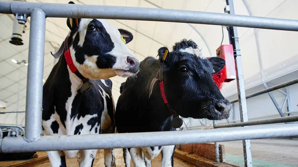 Cow Milk Industrial Automated Farm. Cows in the paddock with tags on the ears eat hay and rest close up view