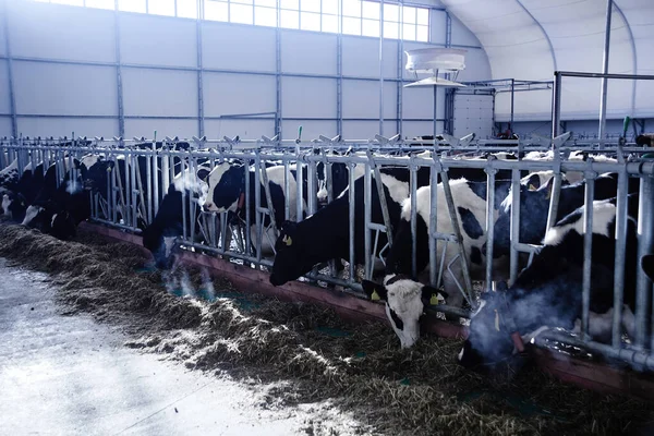 Cow Milk Industrial Automated Farm. Cows in the paddock with tags on the ears eat hay and rest