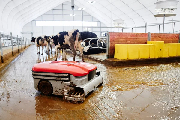 Granja Automatizada Vacas Máquina Ordeño Moderna Tecnología Producción Leche Fábrica — Foto de Stock