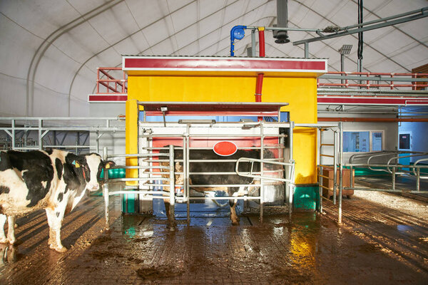 Automated cow farm. Milking machine, modern milk production technology at the factory