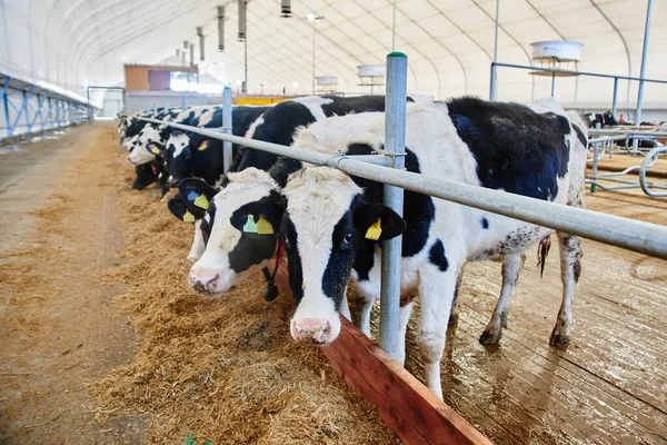 Cow Milk Industrial Automated Farm. Cows in the paddock with tags on the ears eat hay and rest