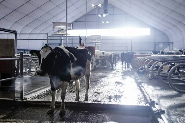 Granja Automatizada Vacas Máquina Ordeño Moderna Tecnología Producción Leche Fábrica — Foto de Stock