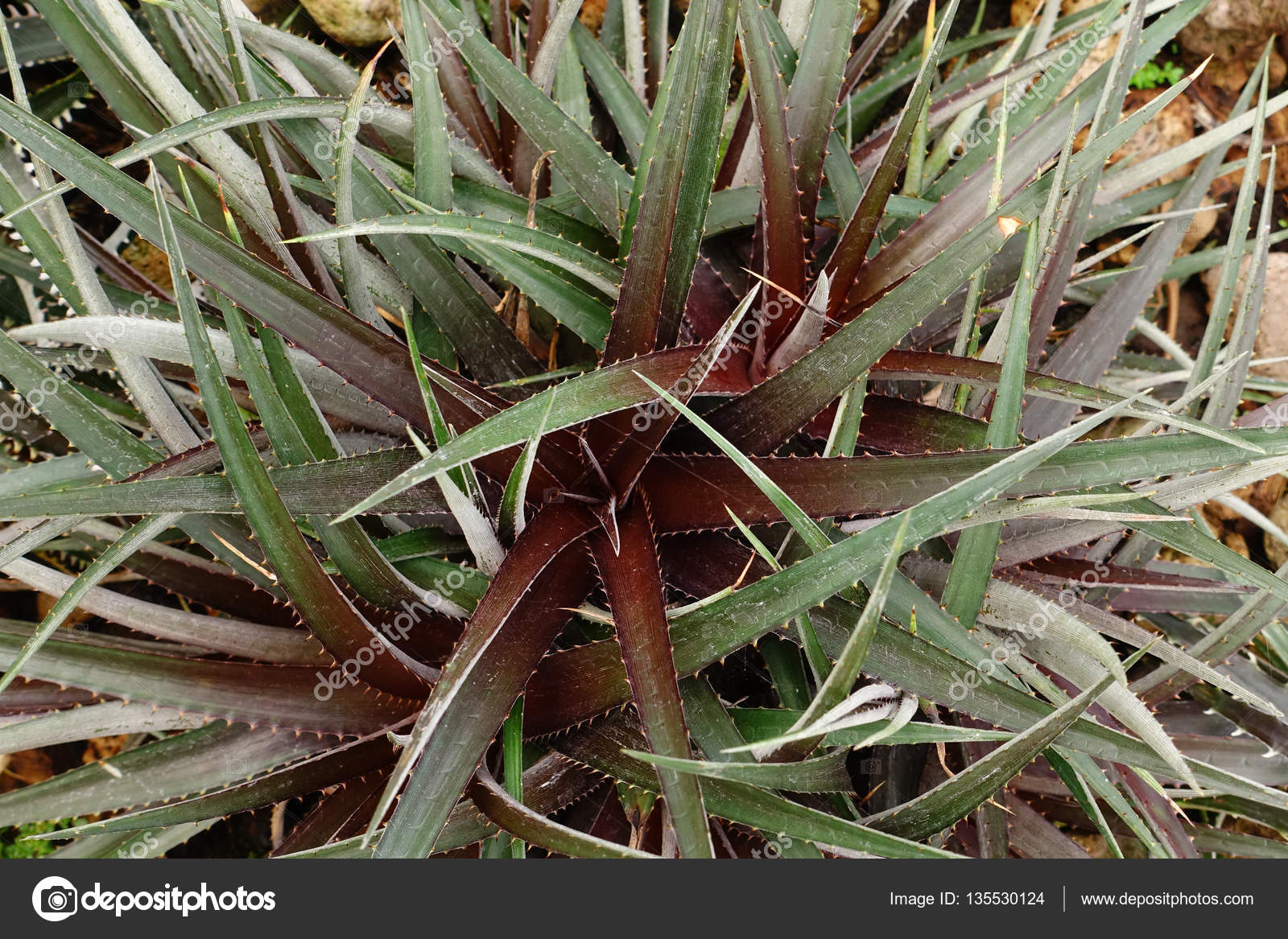 aloe vera im garten