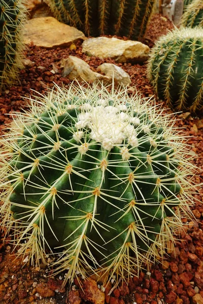 Primer plano de la planta de cactus —  Fotos de Stock