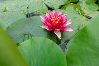 pembe lotus çiçekleri 