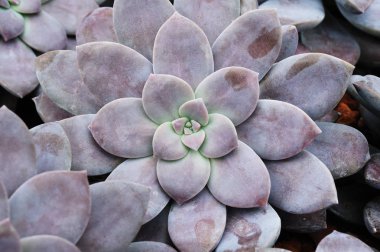 kaktüs gül desen olarak