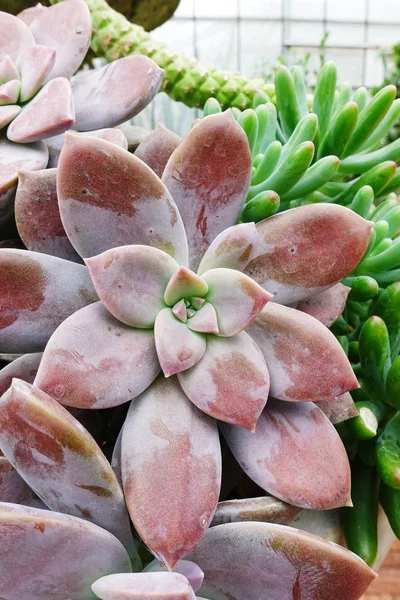 Cactus come un modello di rosa — Foto Stock