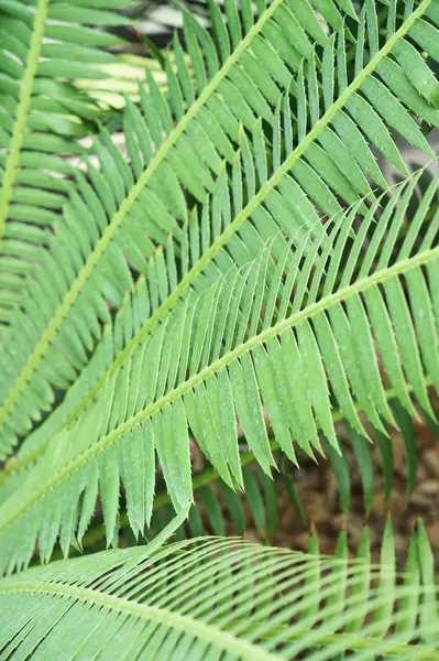 Folha verde com palmeira — Fotografia de Stock