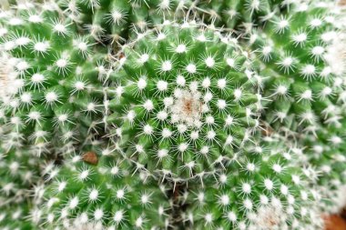 Kaktüs bitkisine yakın. 