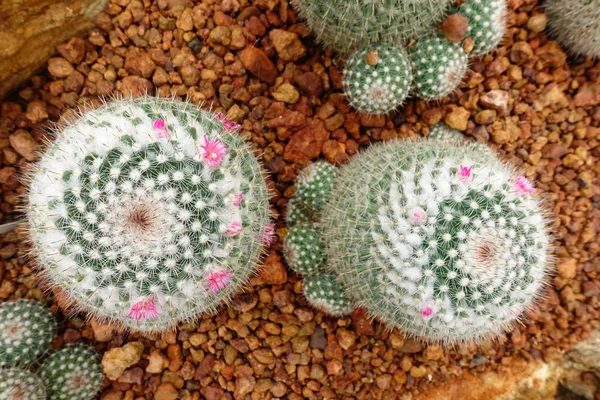 A kaktusznövény közelsége — Stock Fotó