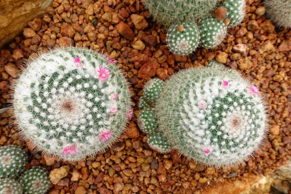 Primo piano della pianta di cactus — Foto Stock