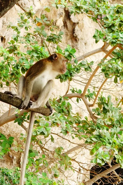 Monkeys on the tree — Stock Photo, Image