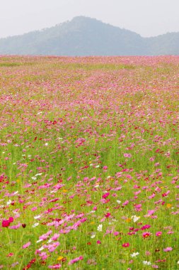 flores hermosas cosmos 