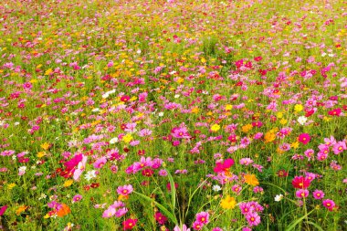 flores hermosas cosmos 