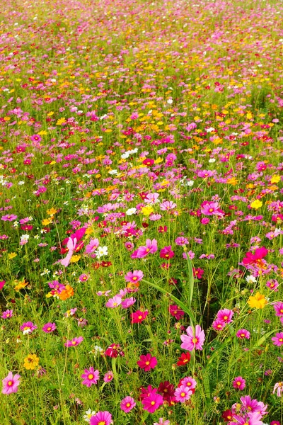 Hermosas flores Cosmos — Foto de Stock