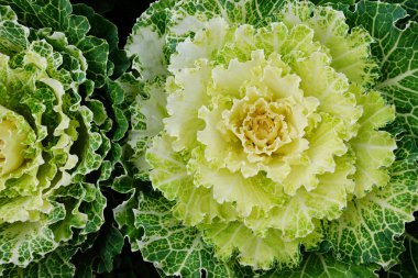 Güzel çiçekli lahana 