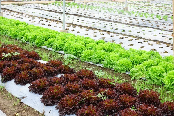Anbau von biologischem Gemüse — Stockfoto