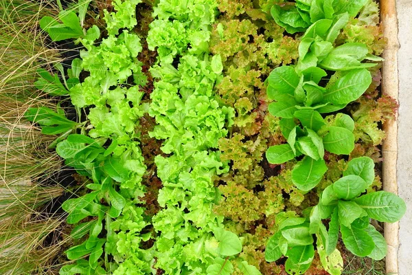 Växande ekologiska grönsaksodlingar — Stockfoto