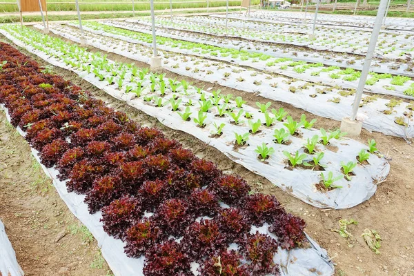 成長有機野菜 — ストック写真