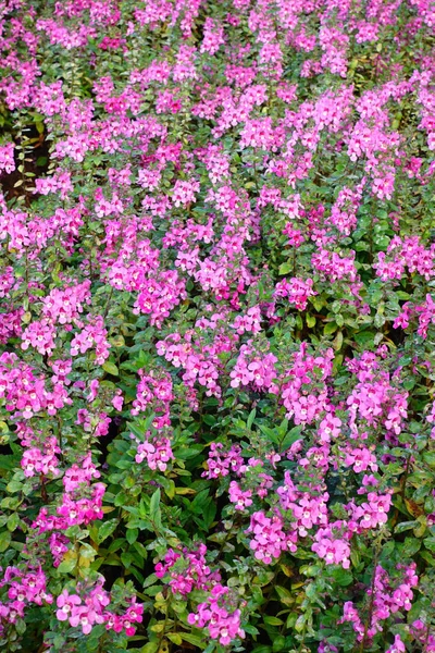 Schöne Kosmos-Blumen — Stockfoto