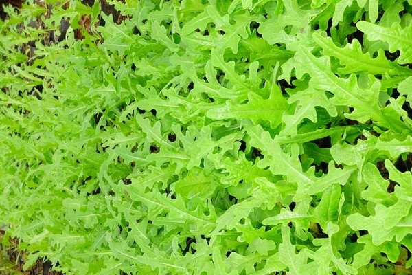 Grünes frisches Gemüse — Stockfoto