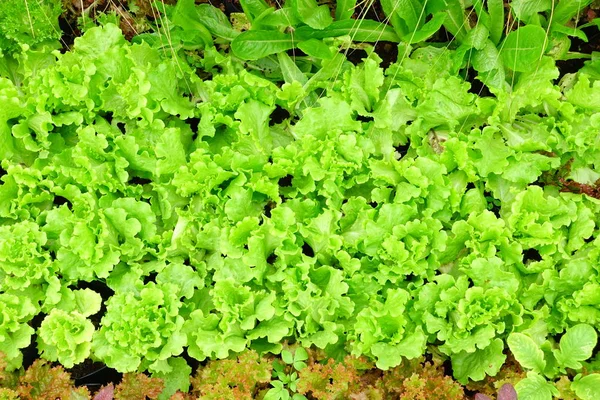 Grünes frisches Gemüse — Stockfoto