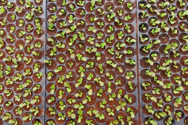 Büyüyen bitki fidesi 