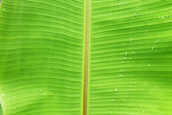 Detalles de la naturaleza — Foto de Stock