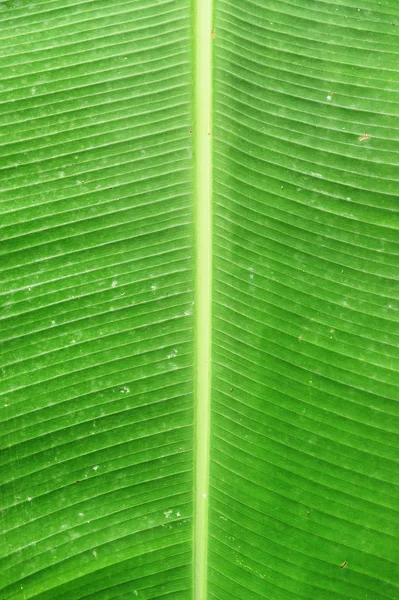 Detalles de la naturaleza — Foto de Stock